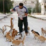 رجل القطط في حلب