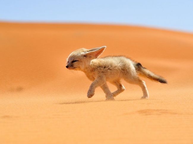 ثعلب الفنك (ثعلب الصحراء)- المغرب