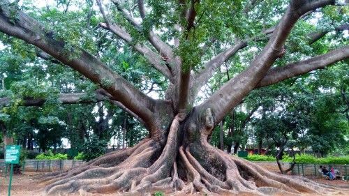 شجرة القطن الحريري