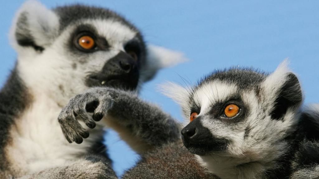 11 حقيقة مذهلة عن مدغشقر مجموعة من الحقائق والمعلومات التي لم تكن تعرفها حول جزيرة مدغشقر في قارة افريقيا وجهة سياحية رائعة 