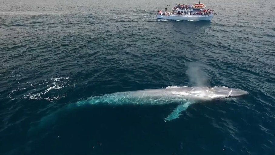 10 حقائق مثيرة للاهتمام عن الحوت الأزرق مجموعة من المعلومات الجميلة التي لم تسمع بها من قبل عن حيوان الحوت الأزرق الحيتان الزرقاء