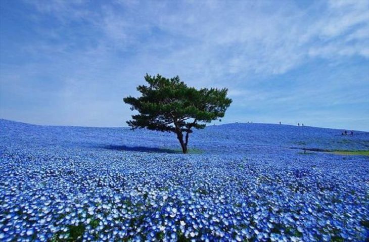 لماذا اللون الأزرق نادر الوجود في الطبيعة لماذا من القليل جدًا نرى وروداً زرقاء هل يوجد كائنات حية زراء اللون الأزرق في الطبيعة