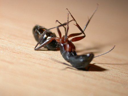 لماذا تكون الحشرات ملتفة على ظهرها عندما تموت لماذا تتقلب الحشرات بعد موتها لماذا نرى جسم الحشرة الميتة بالمقلوب الجهاز العصبي للحشرات