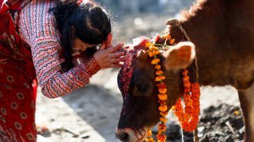 لماذا يعبد الهندوس البقر