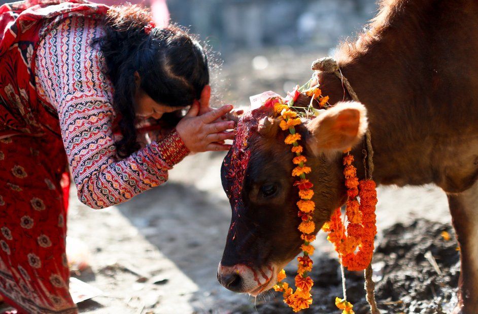 لماذا يعبد الهندوس البقر