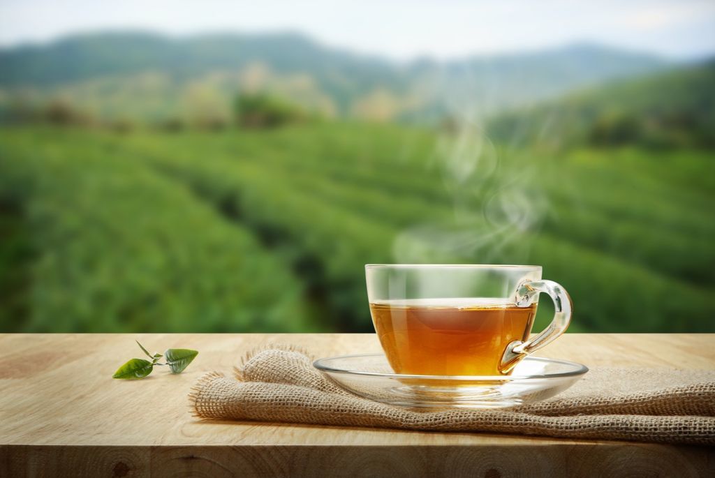 أشياء لم تكن تعرفها عن الشاي معلومات رائعة عن الشاي لم تسمع بها من قبل موطن الشاي الأصلي شرق آسيا فصيلة الكاميليا شاي ليبتون
