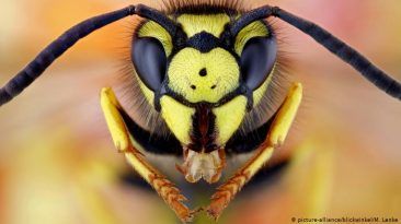 هل تعلم أن قتل الحشرات قد يكلفك كثيرا في ألمانيا لماذا يعد من غير القانوني قتل الحشرات في أوروبا هل يعتبر إبادة الحشرات جريمة في ألمانيا