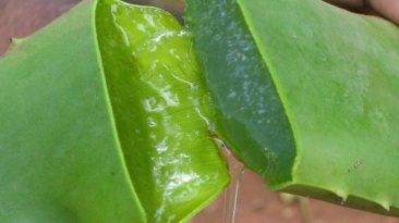 8 استخدامات الألوي فيرا ستجعل حياتك أسهل مجموعة من الاستخدامات المتعدة لنبات الألوي فيرا التي سجعل حياتك أفضل فوائد نبات الصبار