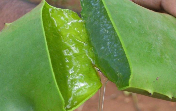 8 استخدامات الألوي فيرا ستجعل حياتك أسهل مجموعة من الاستخدامات المتعدة لنبات الألوي فيرا التي سجعل حياتك أفضل فوائد نبات الصبار