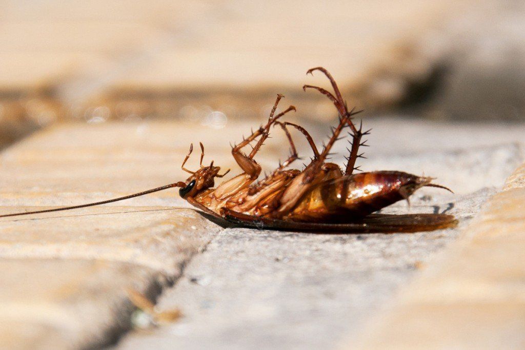 لماذا تكون الحشرات ملتفة على ظهرها عندما تموت لماذا تتقلب الحشرات بعد موتها لماذا نرى جسم الحشرة الميتة بالمقلوب الجهاز العصبي للحشرات