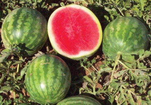 من أين يأتي البطيخ الخالي من البذور كيف تتمزراعة البطيخ الخالي من البذور الفواكه التي تعتبر من الأساسيات في فصل الصيف فاكهة منعشة بعد التمرين